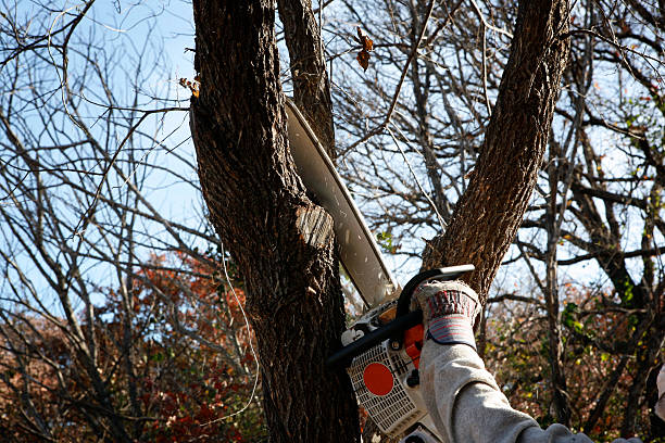 Best Tree Cabling and Bracing  in Urbana, IL